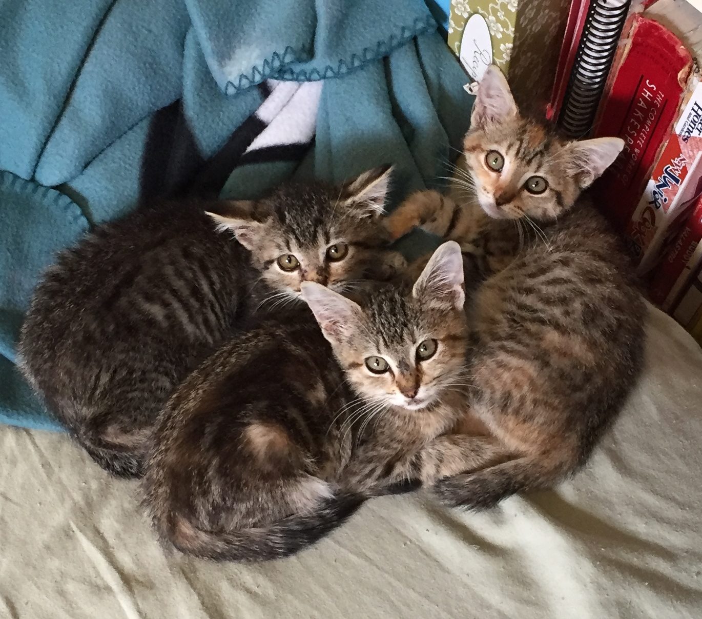 The Zodiac Kittens